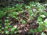 Rubus humulifolius