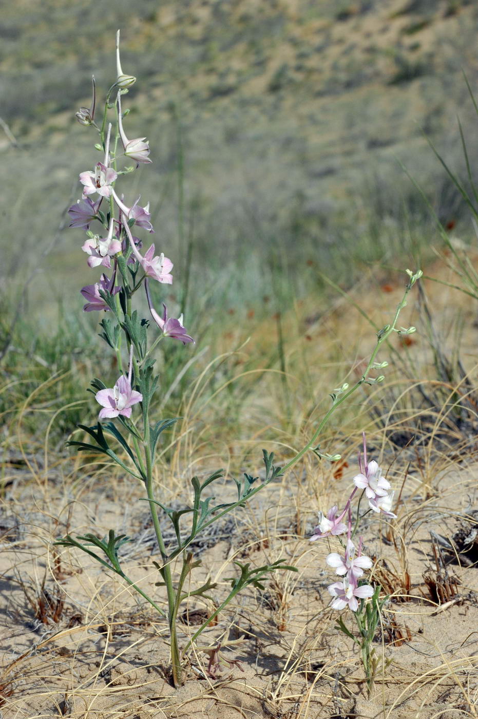 Изображение особи Delphinium camptocarpum.