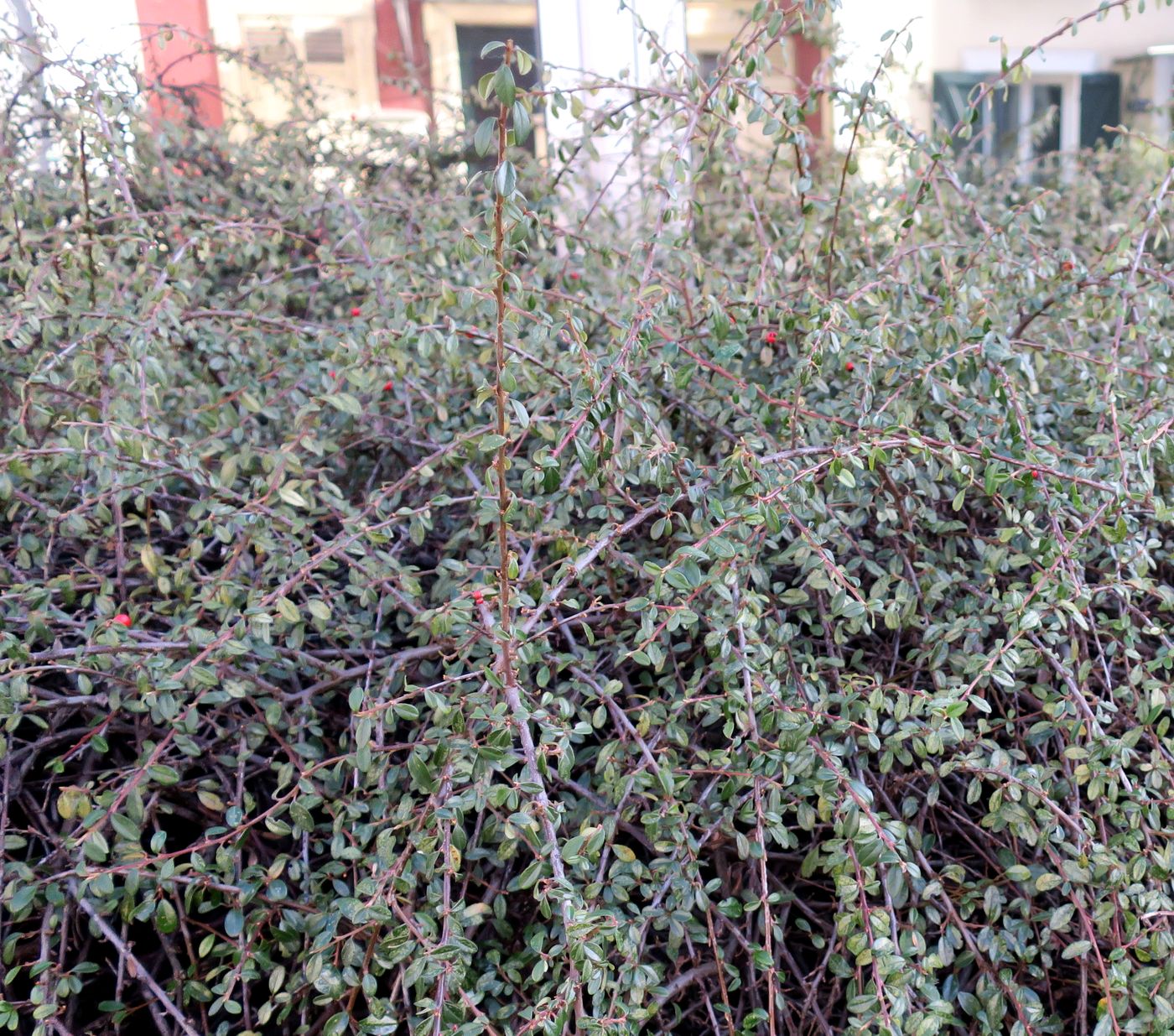 Image of genus Cotoneaster specimen.