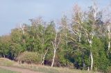 Betula pendula