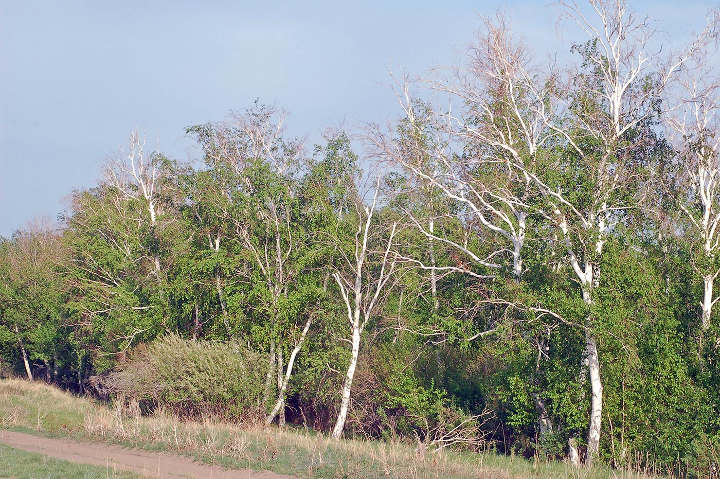 Изображение особи Betula pendula.