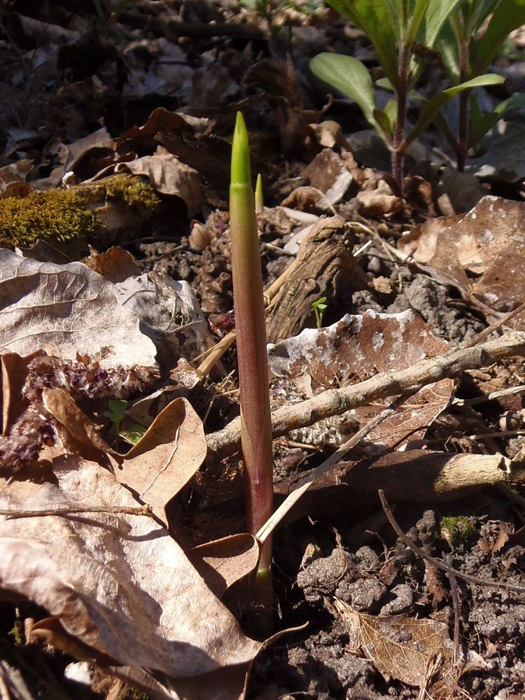 Изображение особи Convallaria majalis.