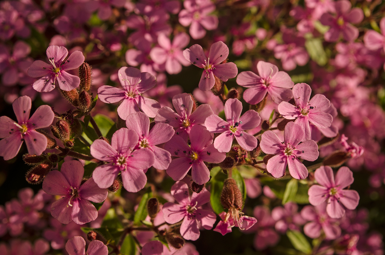 Image of Saponaria ocymoides specimen.