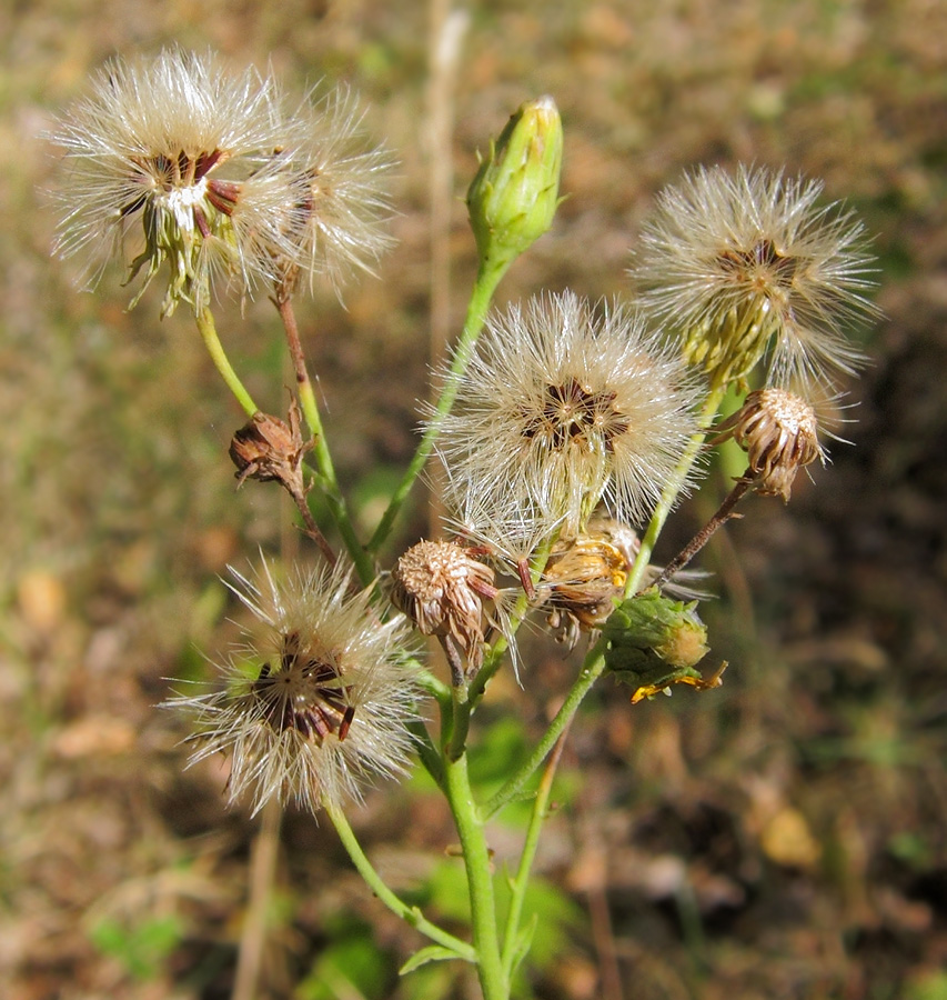 Изображение особи род Hieracium.