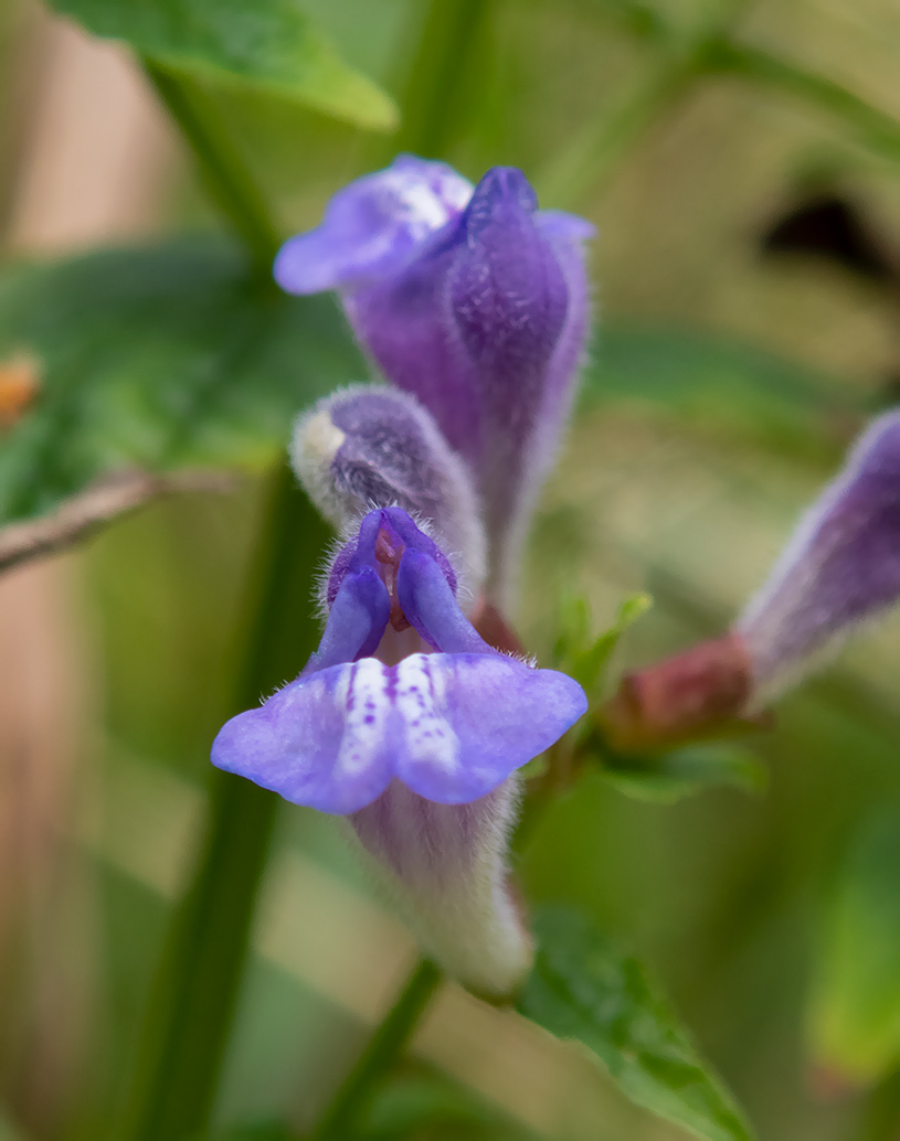 Изображение особи Scutellaria galericulata.