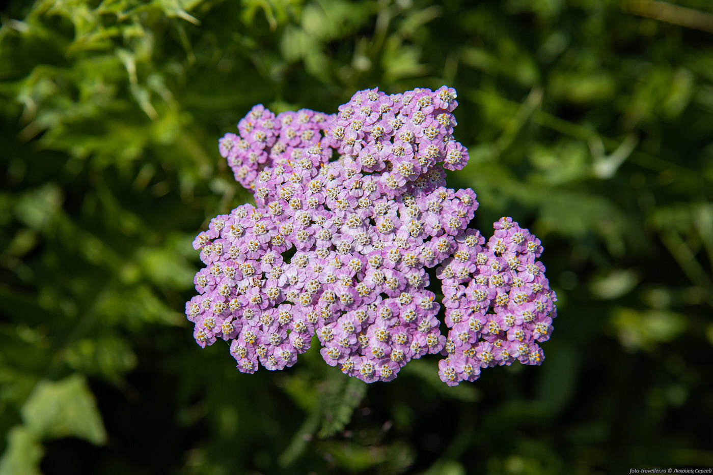 Image of Achillea millefolium specimen.