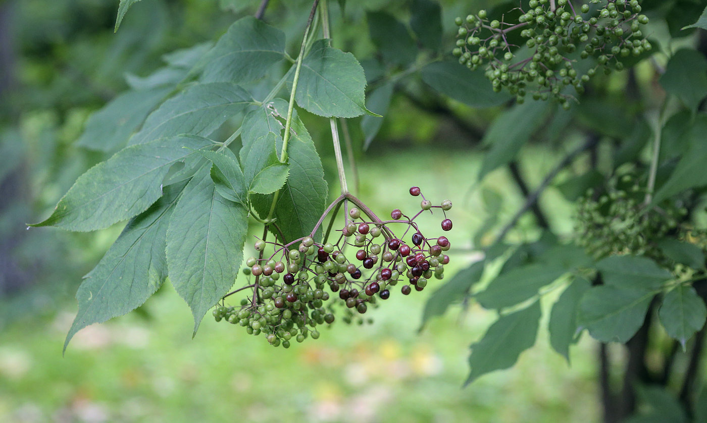 Image of Sambucus nigra specimen.