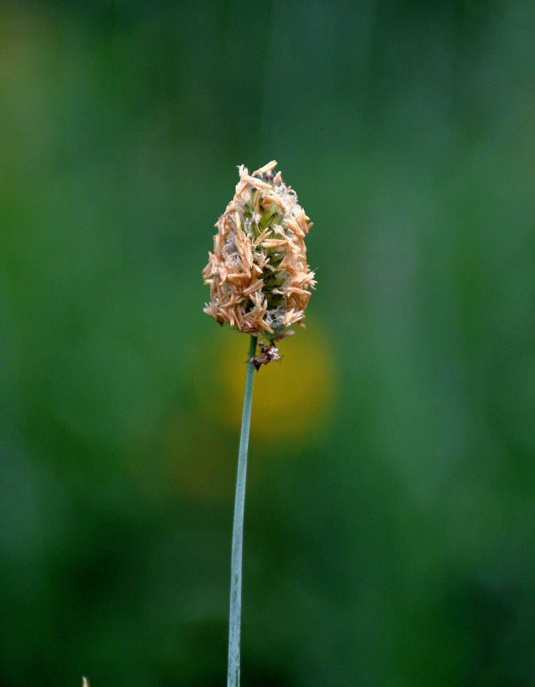 Image of Alopecurus glaucus specimen.