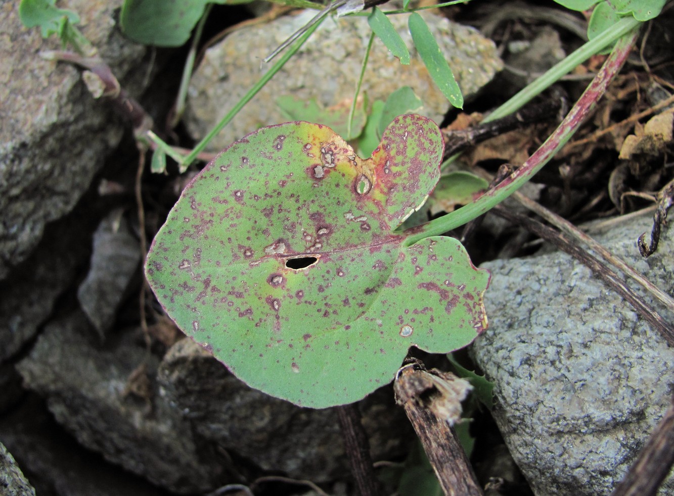 Image of Rumex hastifolius specimen.