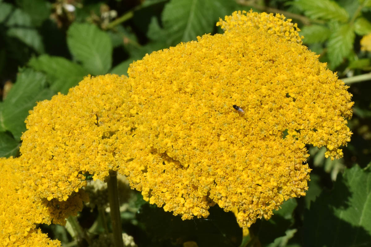 Image of Achillea filipendulina specimen.