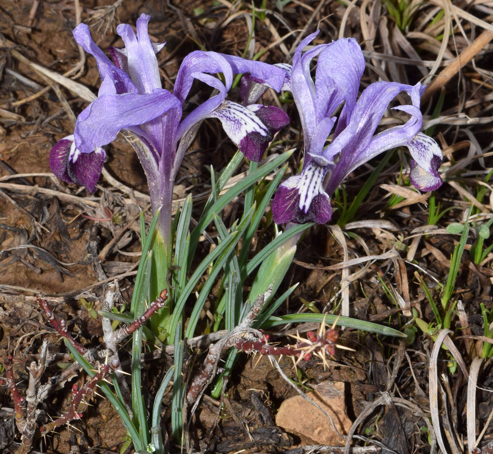 Изображение особи Iridodictyum kolpakowskianum.