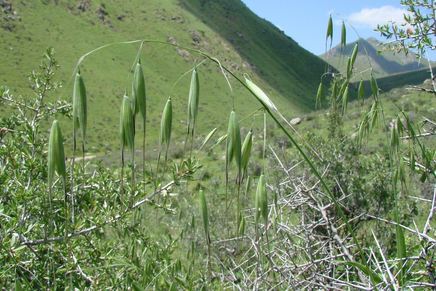 Image of Avena fatua specimen.