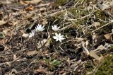 Hepatica asiatica. Цветущие растения. Приморский край, Шкотовский р-н, пос. Подъяпольск, поросший кустарником склон. 10.04.2021.