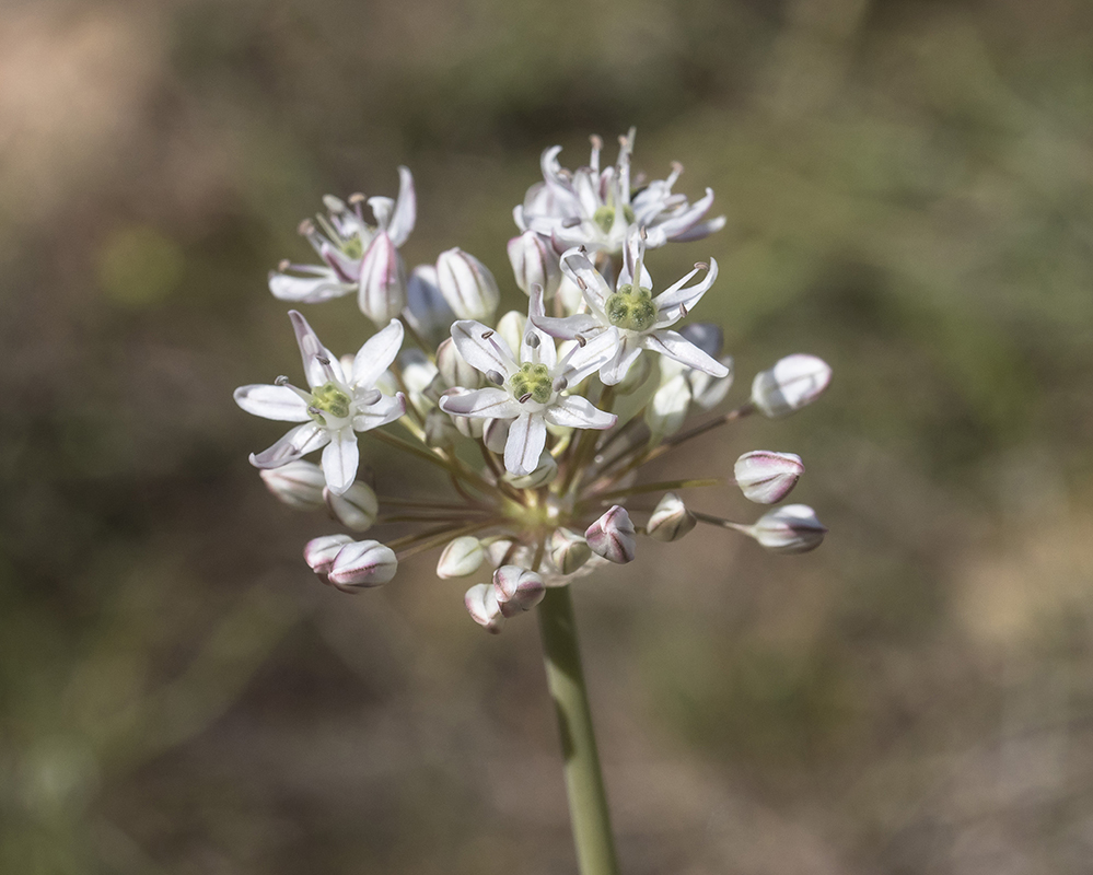 Image of Allium tulipifolium specimen.