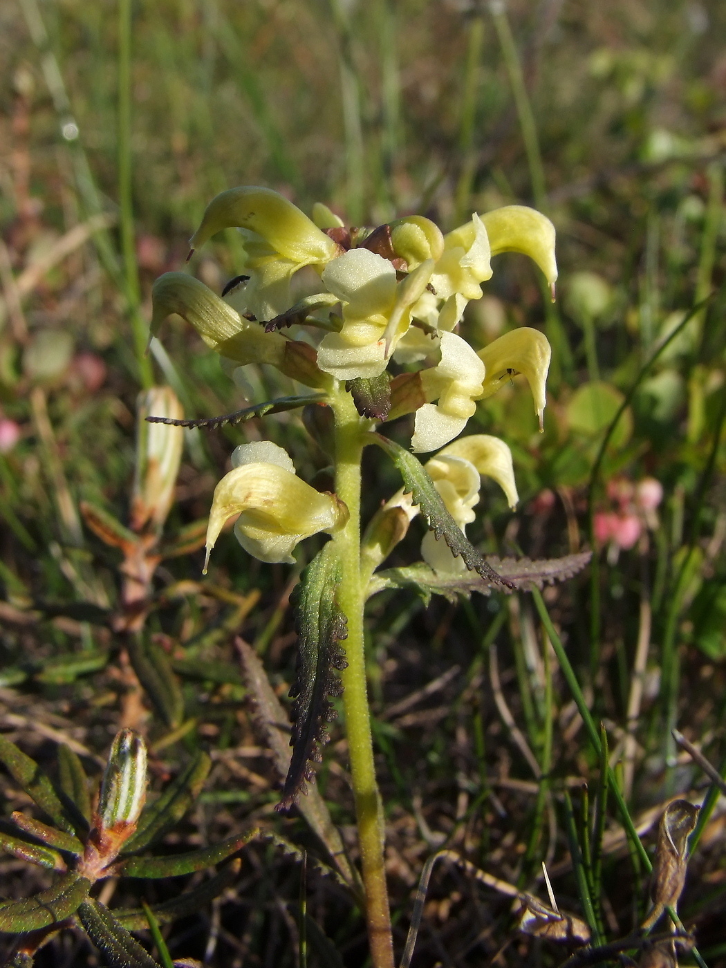 Image of Pedicularis lapponica specimen.