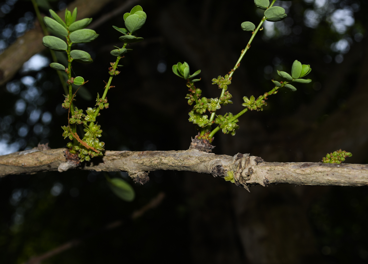 Image of genus Phyllanthus specimen.