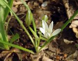 Ornithogalum sintenisii. Цветущее растение. Азербайджан, Хачмазский р-н, Самурский лес. 08.04.2010.