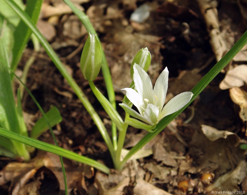 Image of Ornithogalum sintenisii specimen.