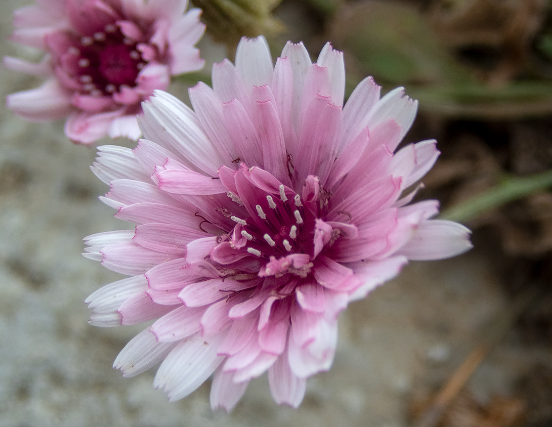 Image of Crepis rubra specimen.