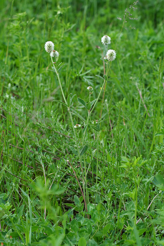 Image of Trifolium montanum specimen.