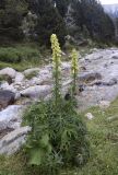 Aconitum lamarckii. Цветущее растение (в основании лист Adenostyles alliariae). Испания, автономное сообщество Каталония, провинция Жирона, комарка Рипольес, муниципалитет Сеткасес, окр. курорта \"Вальтер 2000\", ≈2200 м н.у.м., каменистое русло в верховьях р. Тер. 27.07.2021.