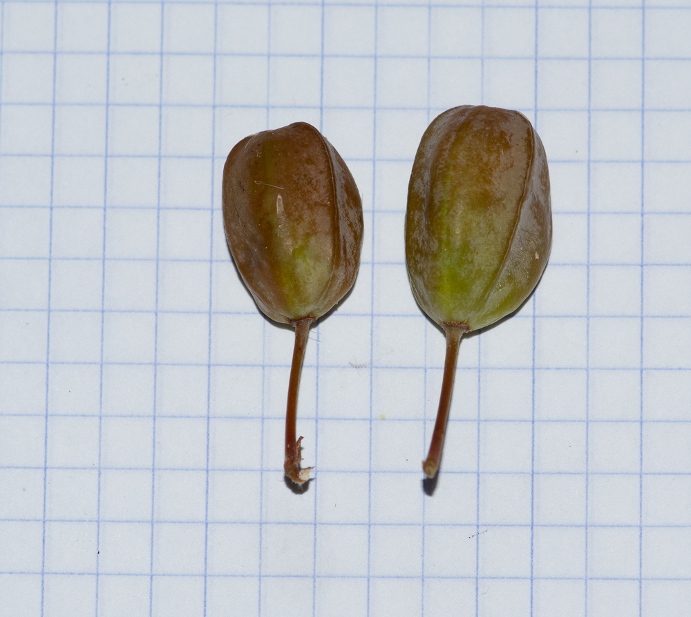 Image of Aloe buhrii specimen.