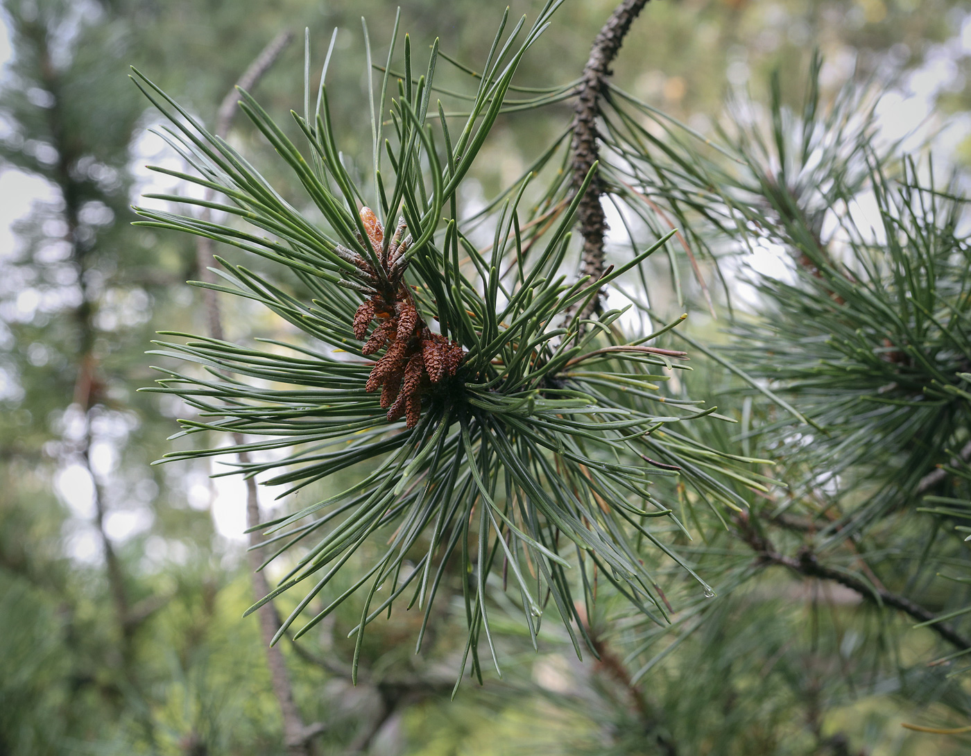 Image of Pinus mugo specimen.