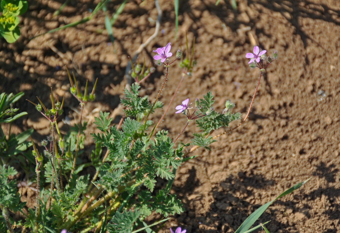 Изображение особи Erodium cicutarium.