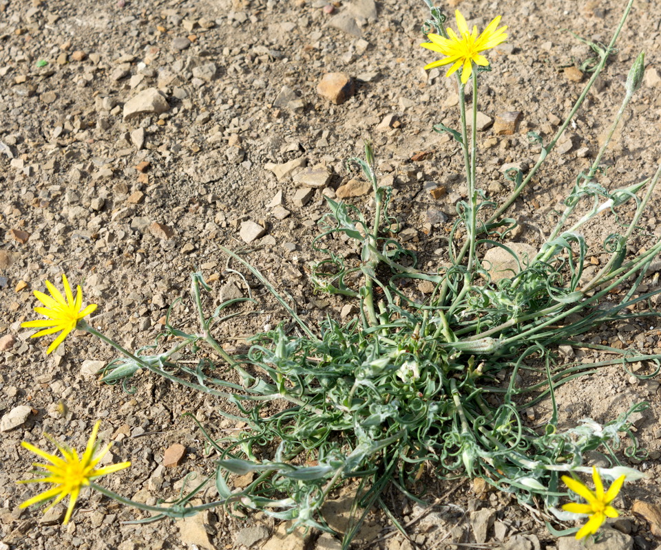 Изображение особи род Tragopogon.