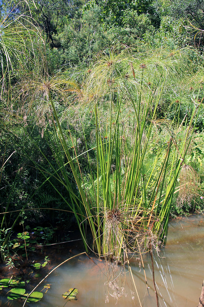 Image of genus Cyperus specimen.