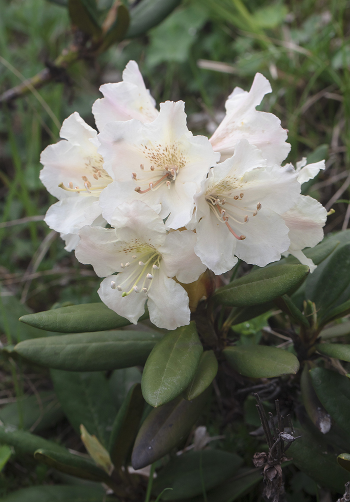 Image of Rhododendron caucasicum specimen.