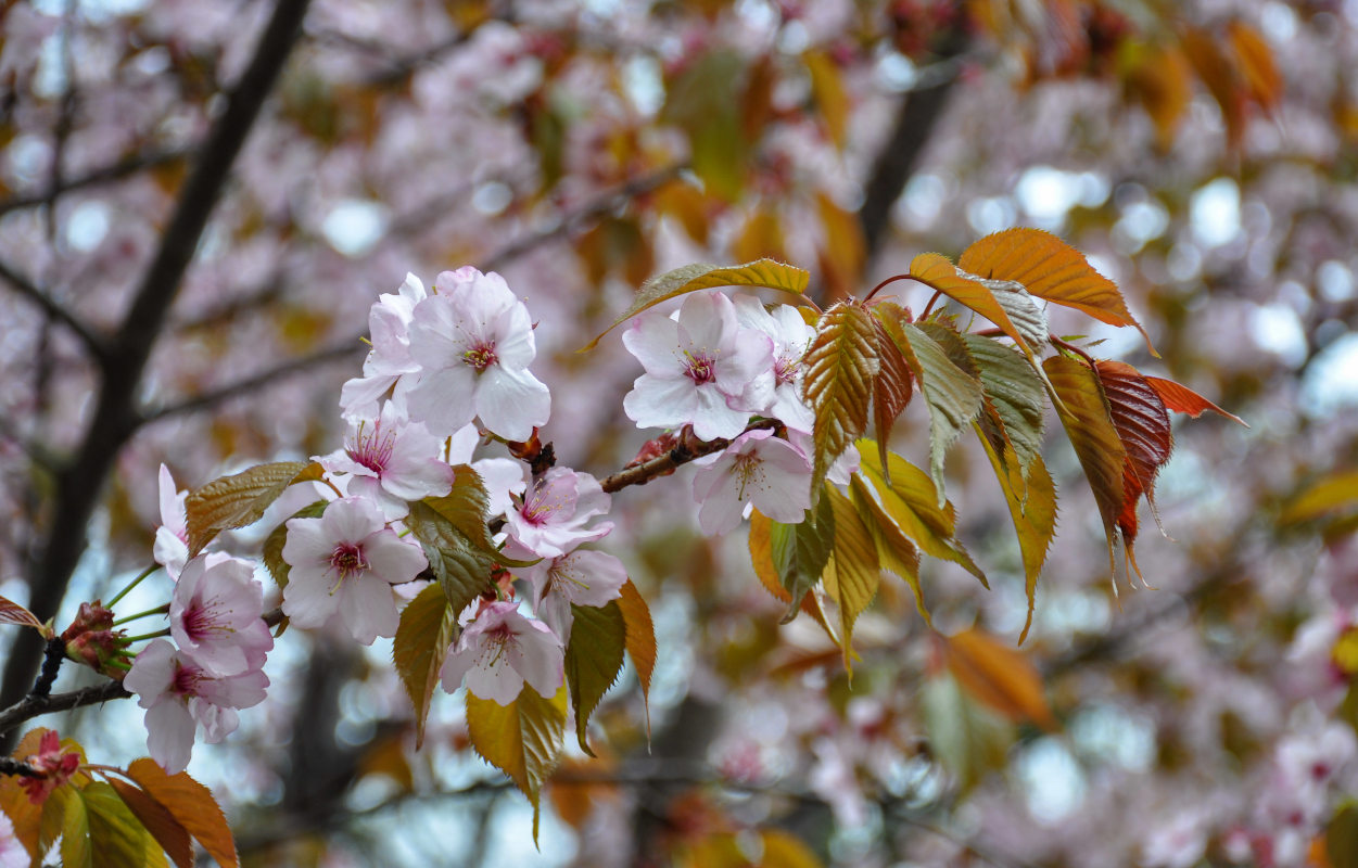 Image of Prunus serrulata specimen.