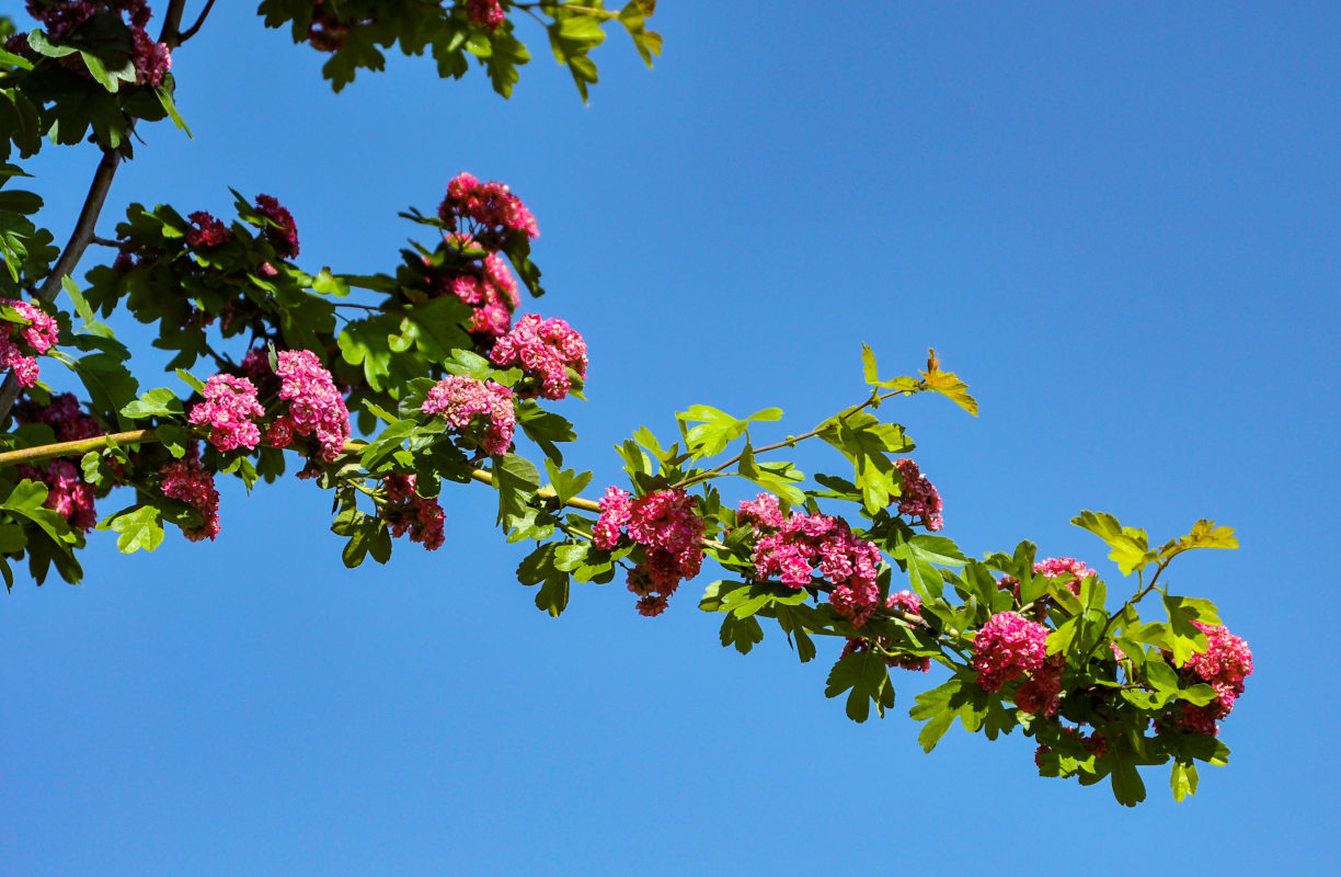 Изображение особи Crataegus × media.