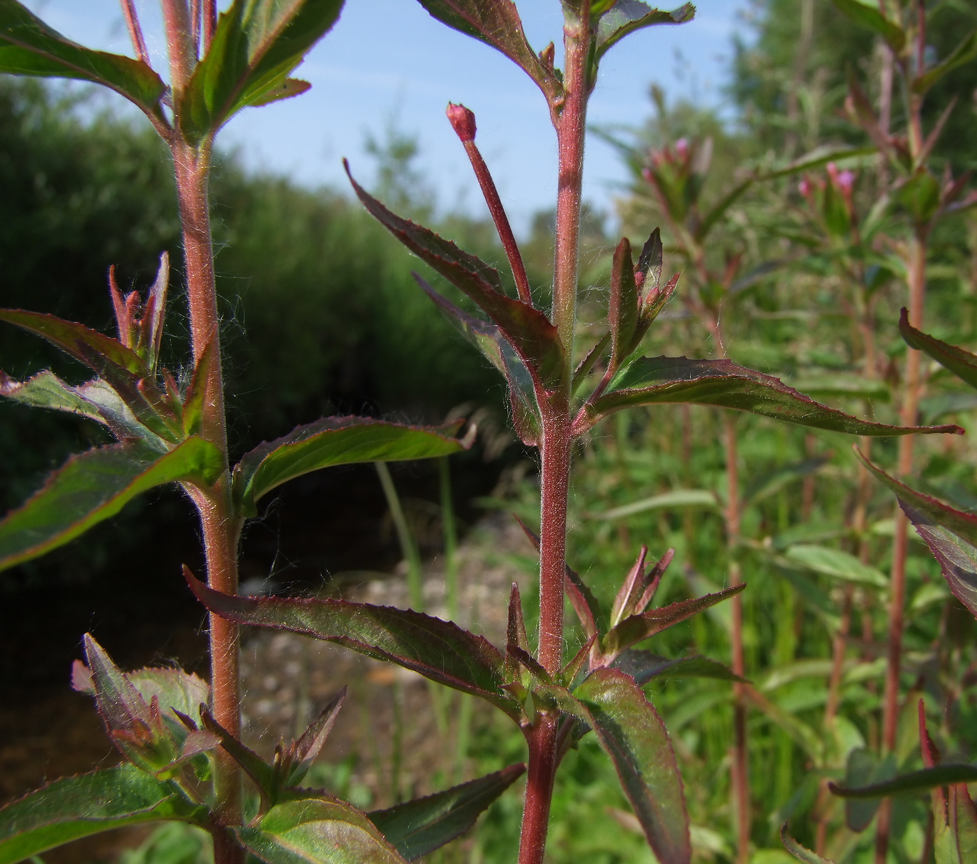 Изображение особи Epilobium glandulosum.