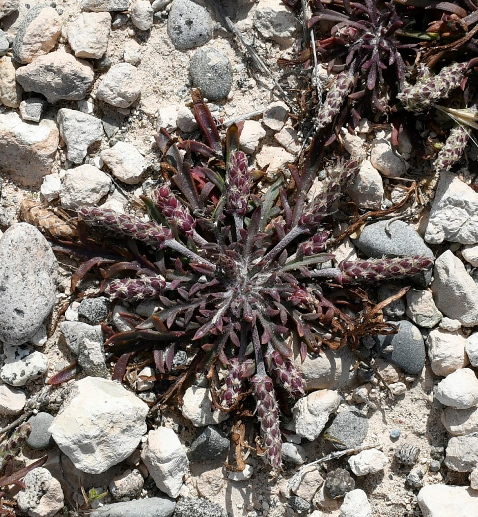 Изображение особи Plantago weldenii.