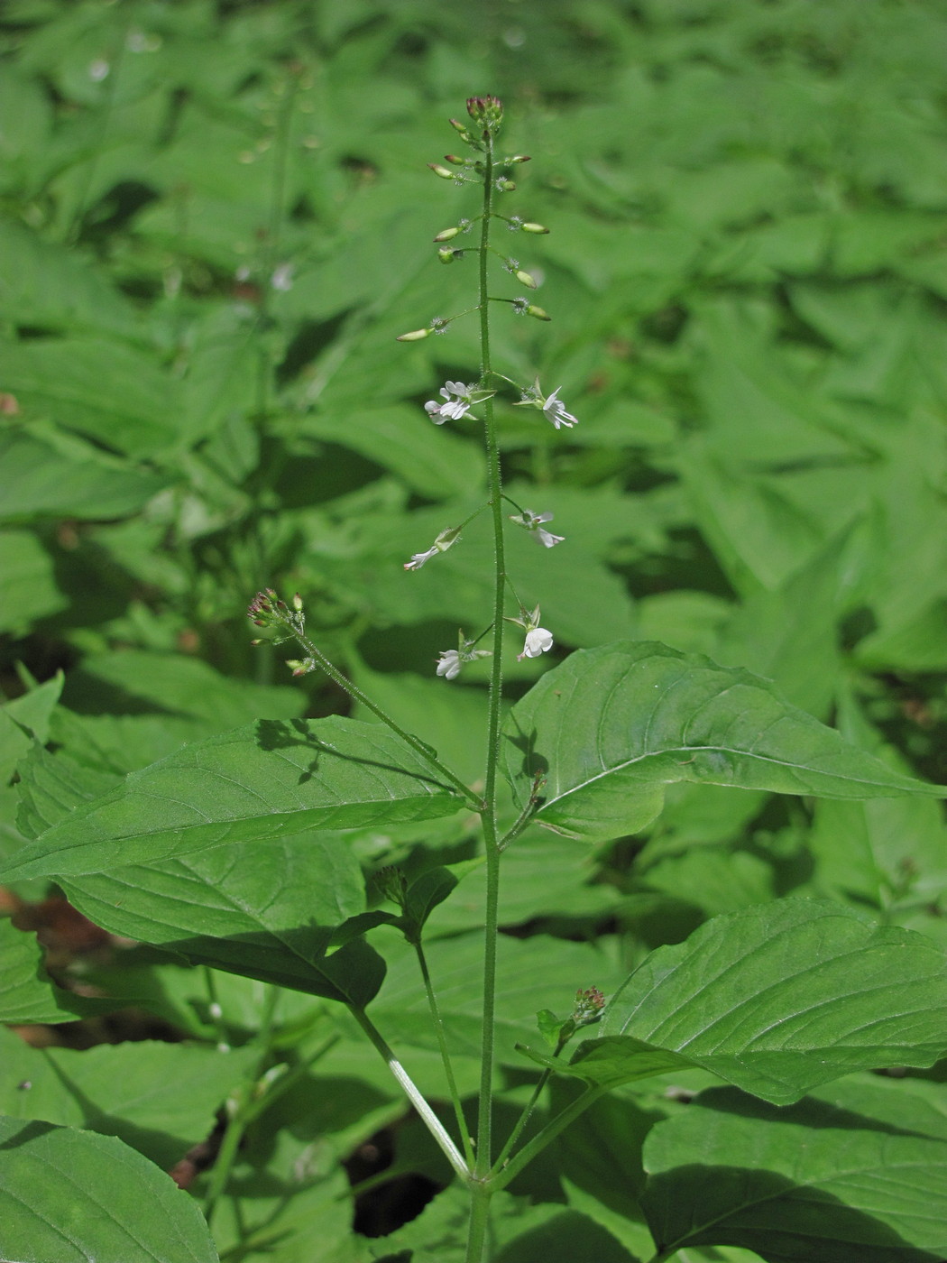 Image of Circaea lutetiana specimen.