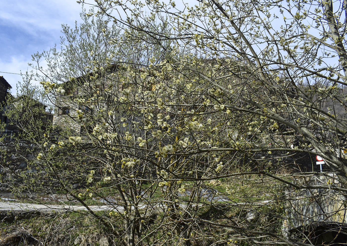 Image of Salix caprea specimen.