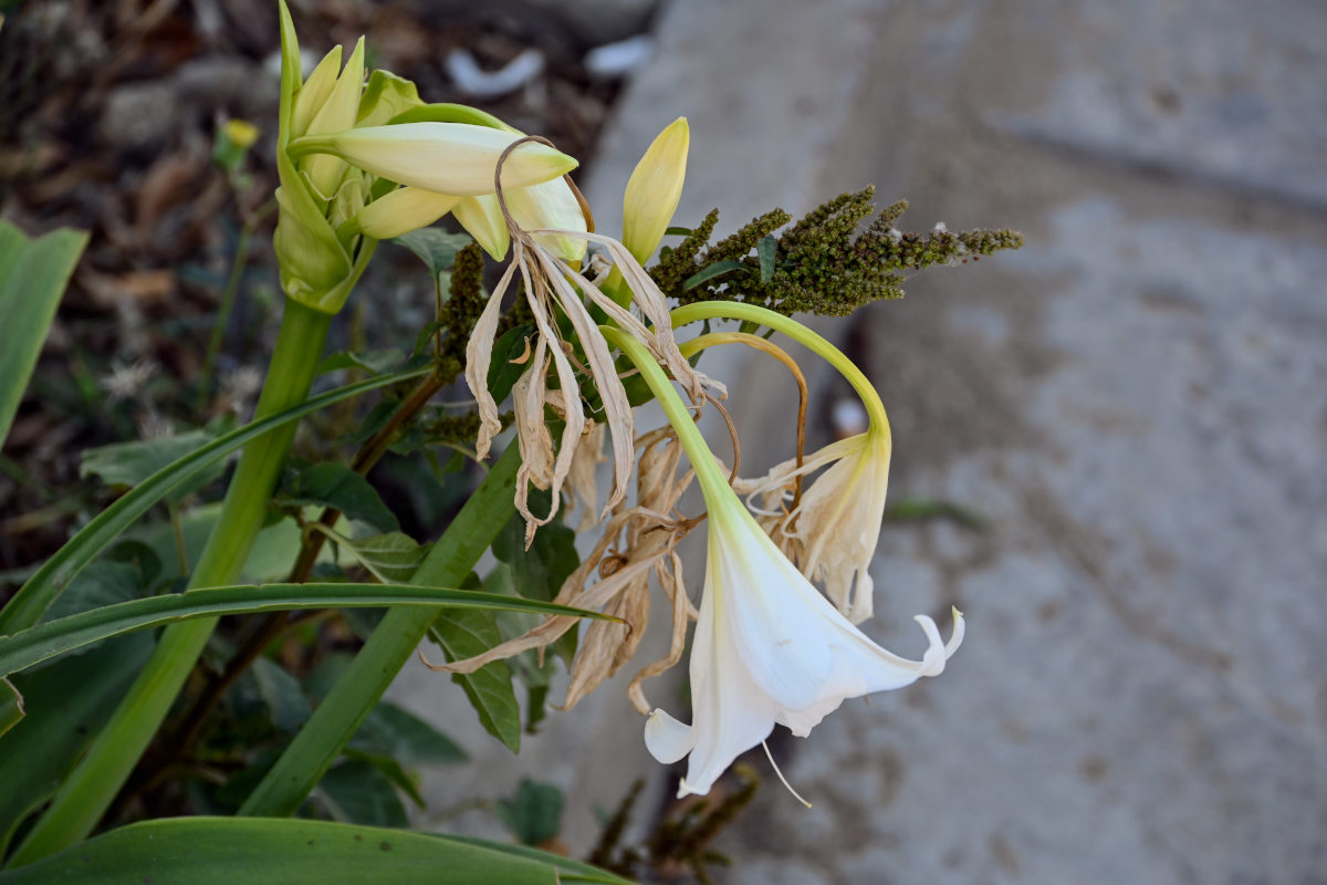 Изображение особи Crinum &times; powellii.