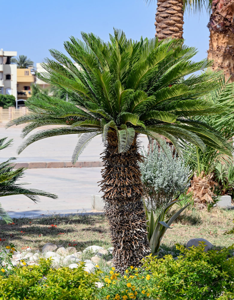 Image of Cycas revoluta specimen.