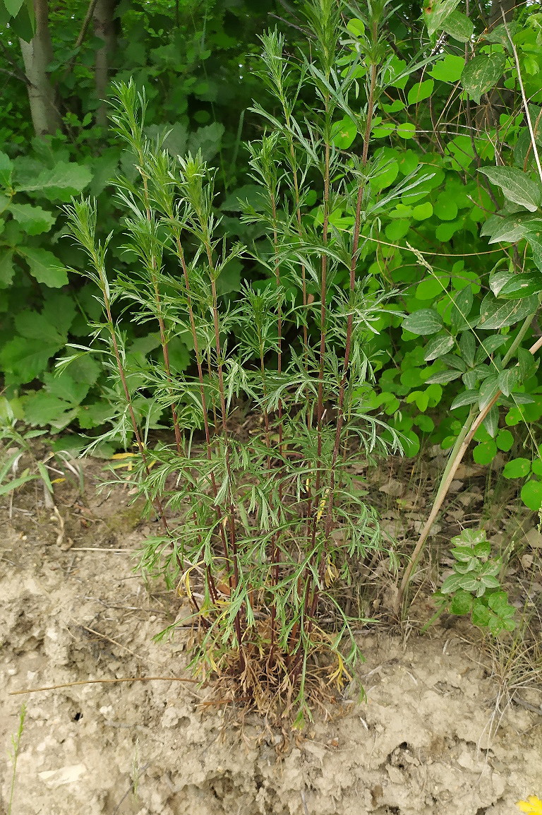 Image of genus Artemisia specimen.