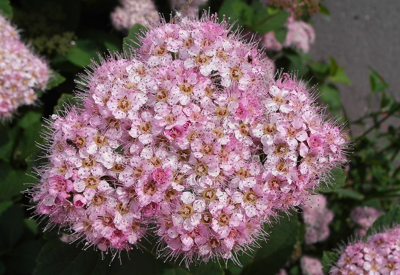 Image of Spiraea japonica specimen.