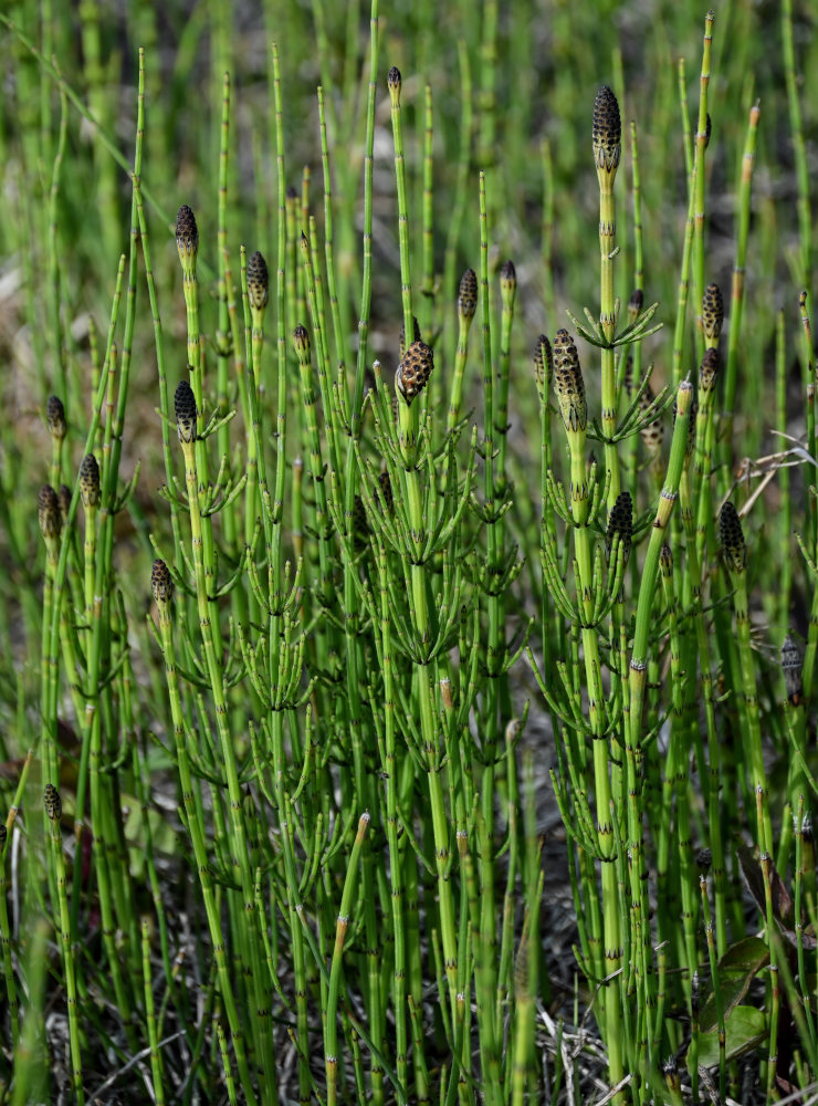 Изображение особи Equisetum fluviatile.