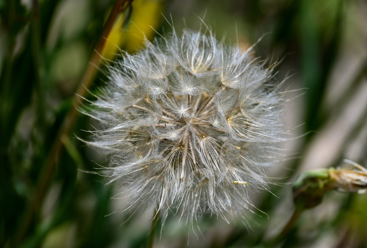 Image of genus Tragopogon specimen.