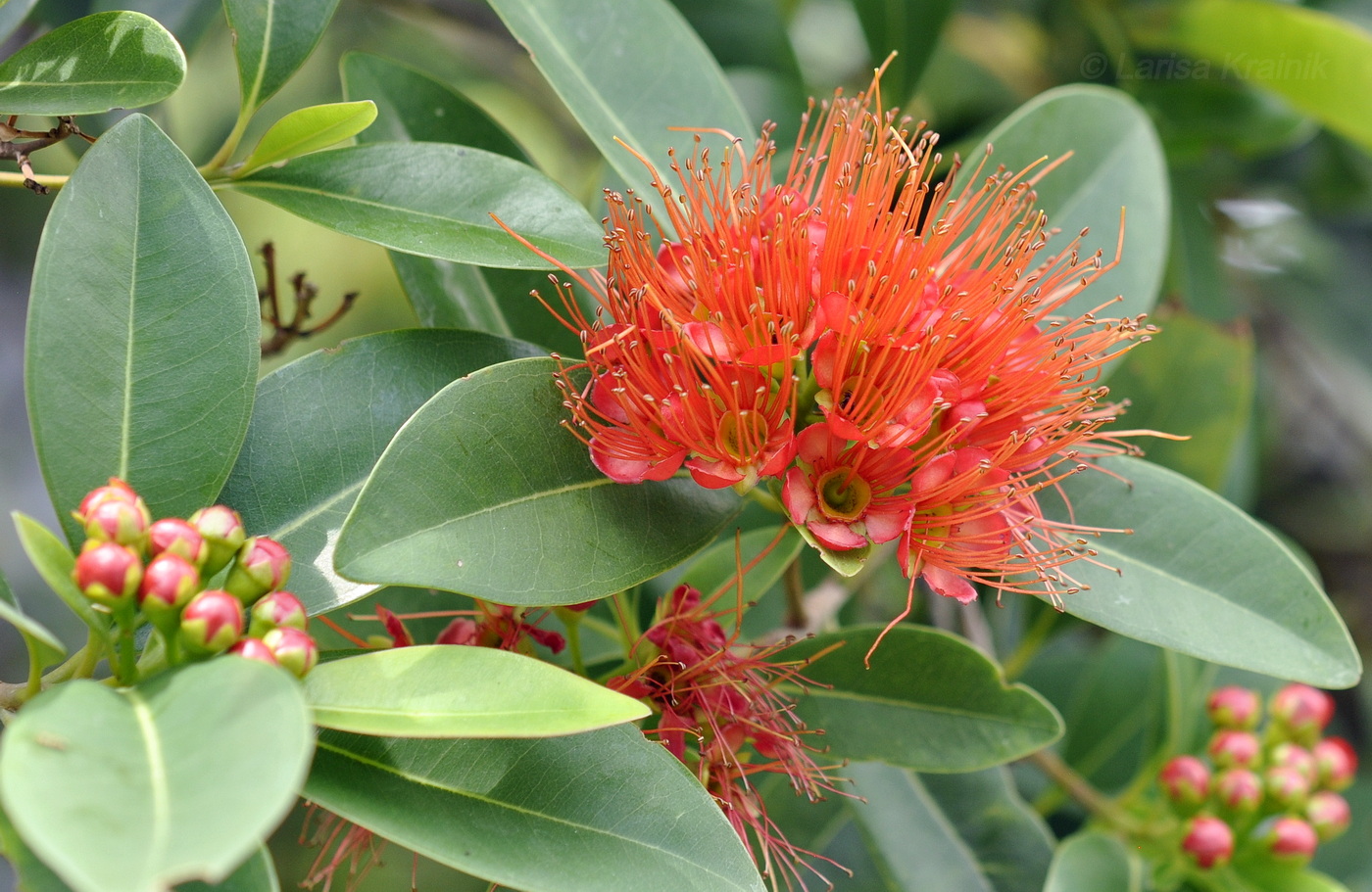 Image of Xanthostemon youngii specimen.