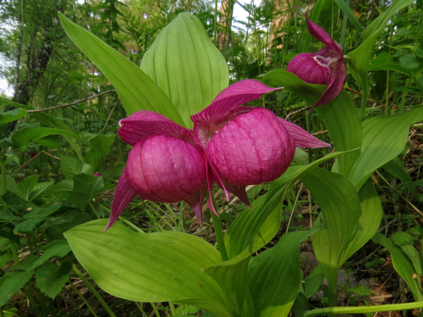 Изображение особи Cypripedium macranthos.