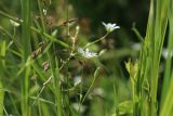 Stellaria palustris. Побег с цветком. Беларусь, Витебская обл., дер. Сурмино, берег озера, суходольный луг на песке, окрайка травяной дернины у воды. 24.06.2023.