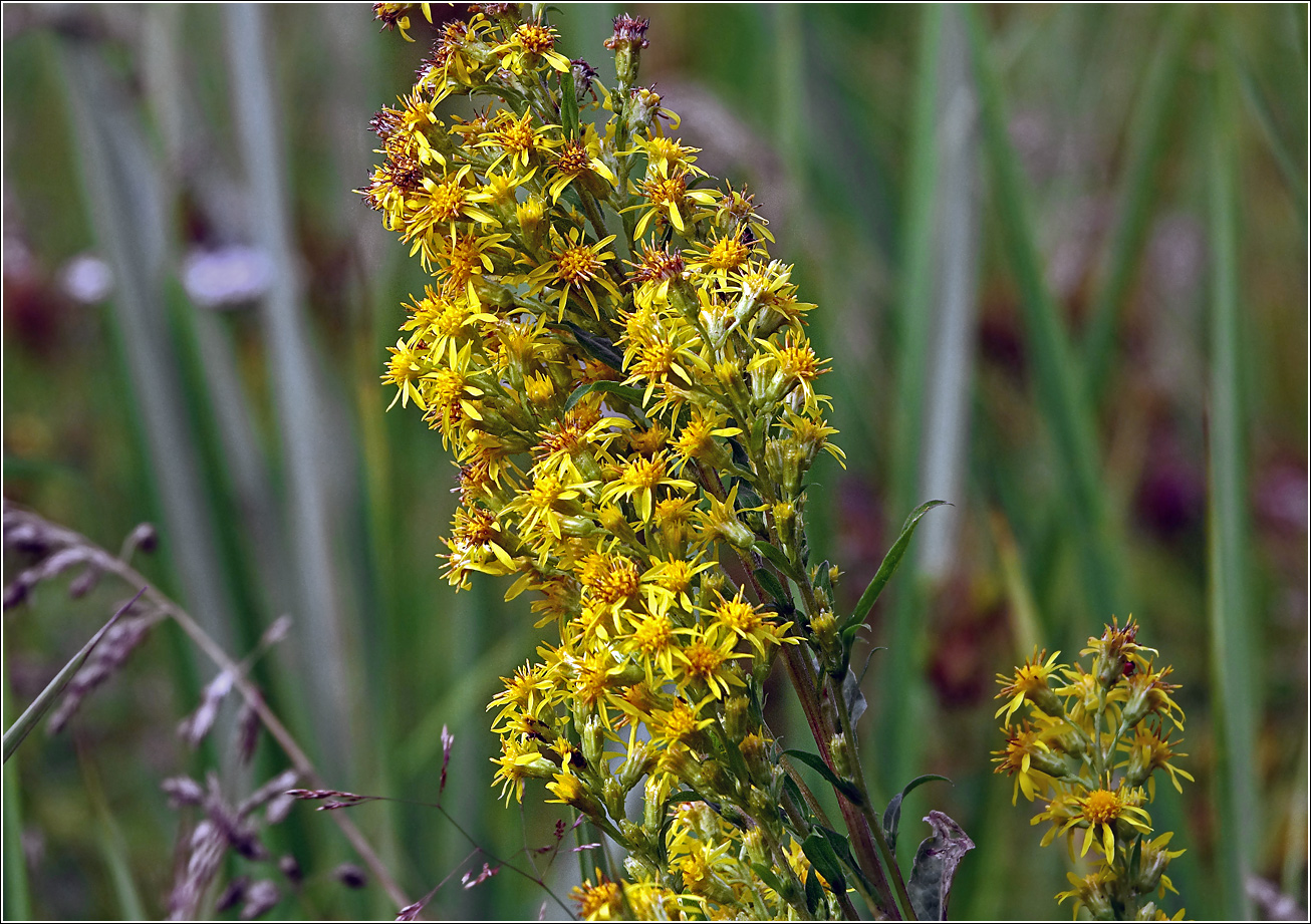 Image of Solidago virgaurea specimen.