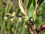 Chamaedaphne calyculata