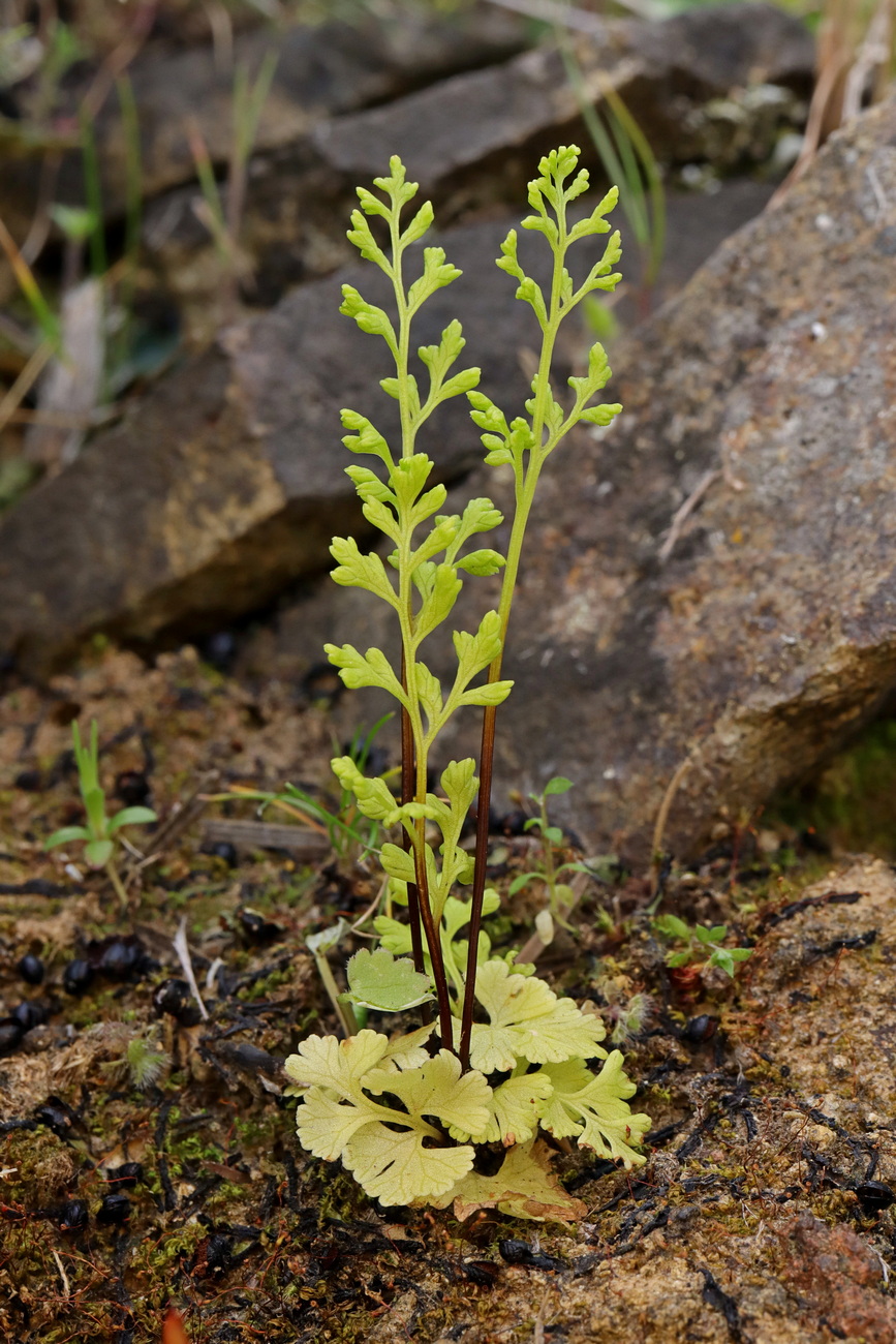 Image of Anogramma leptophylla specimen.