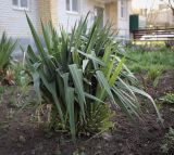 род Yucca